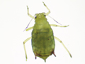 Rhopalosiphum padi